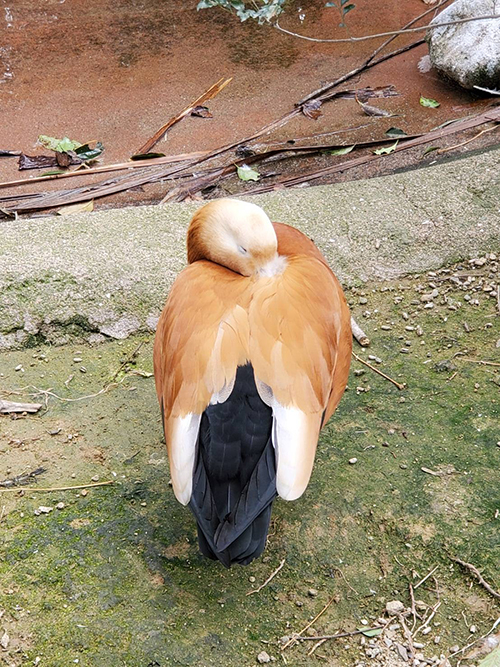 おしりっぽいカモ