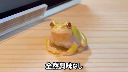 こっちを見つめる二ホンアマガエル