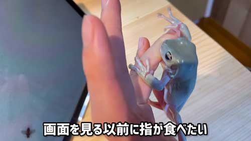 イエアメガエルにスマホゲームを見せたら