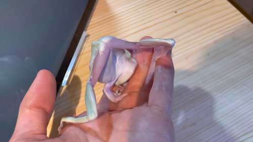 テンションが上がったイエアメガエル
