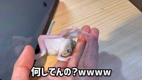 前転するイエアメガエル
