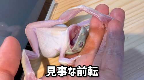 楽しそうな反応を見せるイエアメガエル