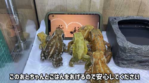 ゲームで遊ぶミヤコヒキガエル