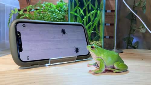 冷静に見つめるモリアオガエル
