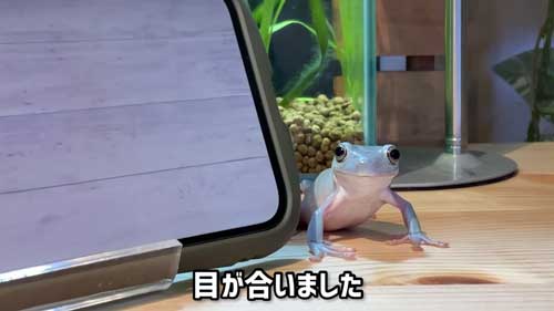 飼い主を見るイエアメガエル