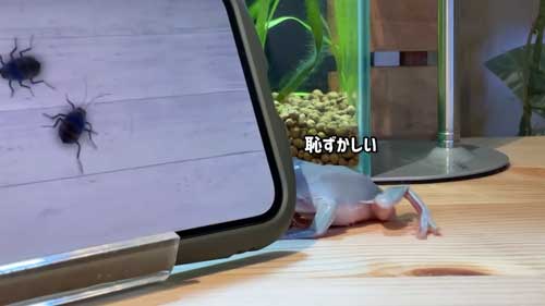 隠れるイエアメガエル
