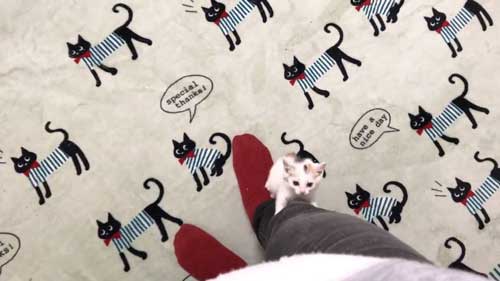 子猫 なでなで 要求 飼い主 登ってくる 甘える