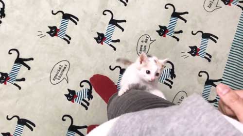 子猫 なでなで 要求 飼い主 登ってくる 甘える