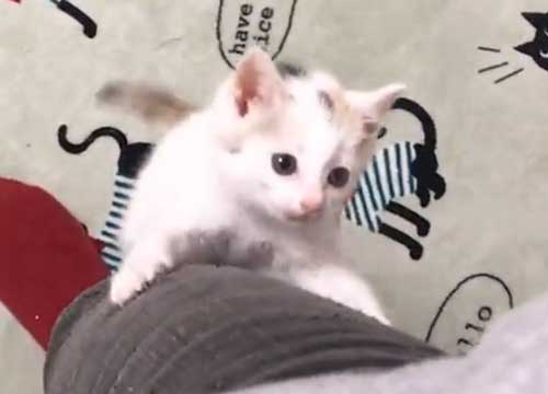 子猫 なでなで 要求 飼い主 登ってくる 甘える