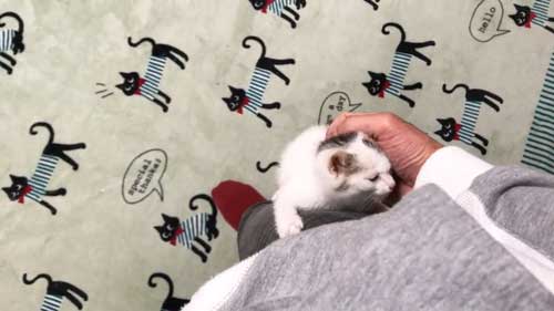 子猫 なでなで 要求 飼い主 登ってくる 甘える