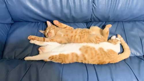 子猫 なでなで 要求 飼い主 登ってくる 甘える