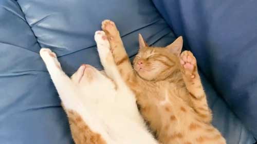 子猫 なでなで 要求 飼い主 登ってくる 甘える