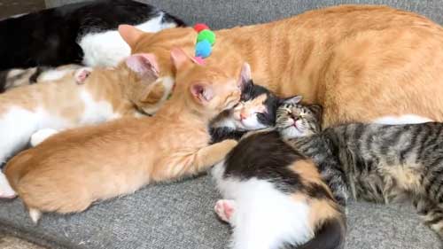 子猫 なでなで 要求 飼い主 登ってくる 甘える