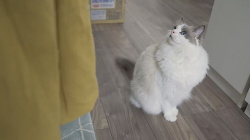 飼い主を見上げる兄猫