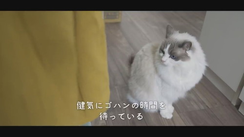 ゴハンの時間を待つ猫