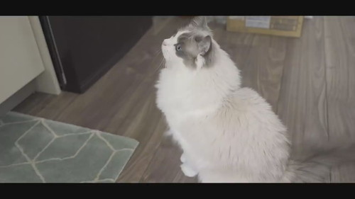 飼い主を見上げ待つ猫