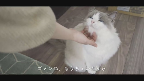 なでなでされる猫