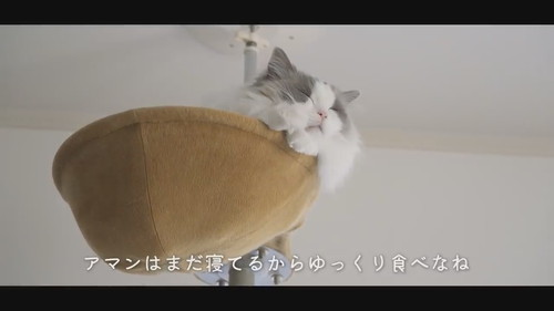 昼寝している弟猫