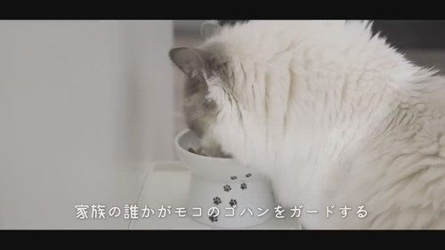 ごはんを食べる兄猫