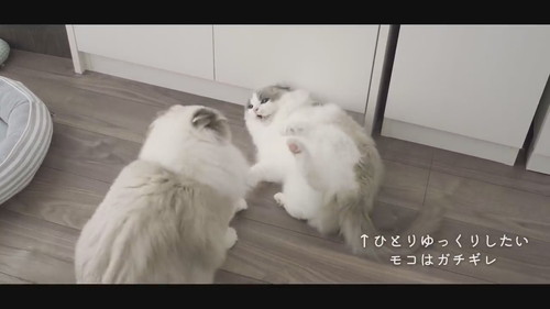 弟に怒る兄猫