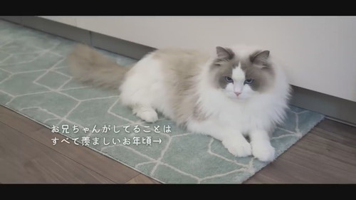 兄猫のまねをする弟猫