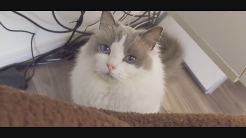 飼い主に訴える兄猫