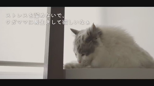 「生きるのが不器用な猫ほどかわいい」
