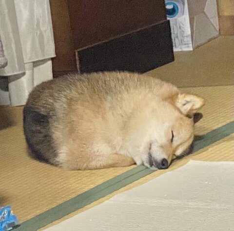 イヌクリームコロッケ