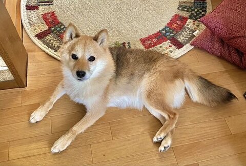 伏せして見上げるあんずちゃん