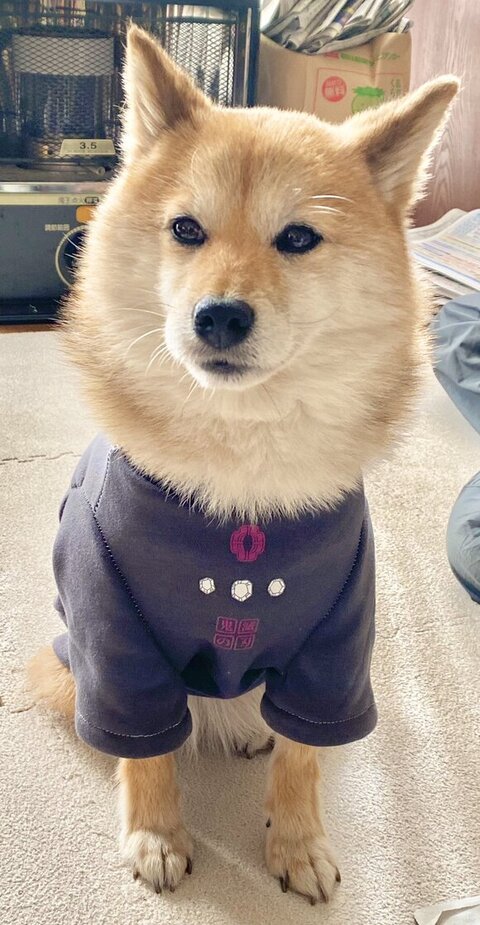 洋服を着るあんずちゃん