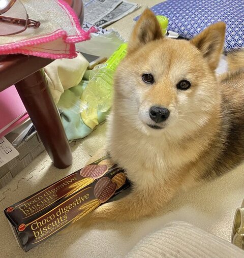 お菓子を抱えるあんずちゃん