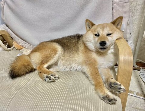 ソファでくつろぐあんずちゃん