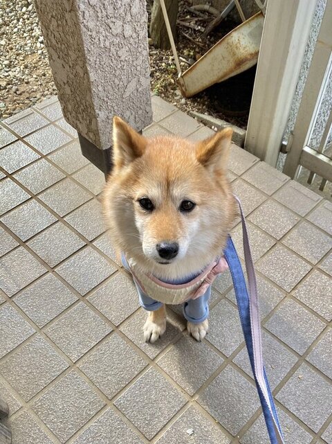 お座りするあんずちゃん