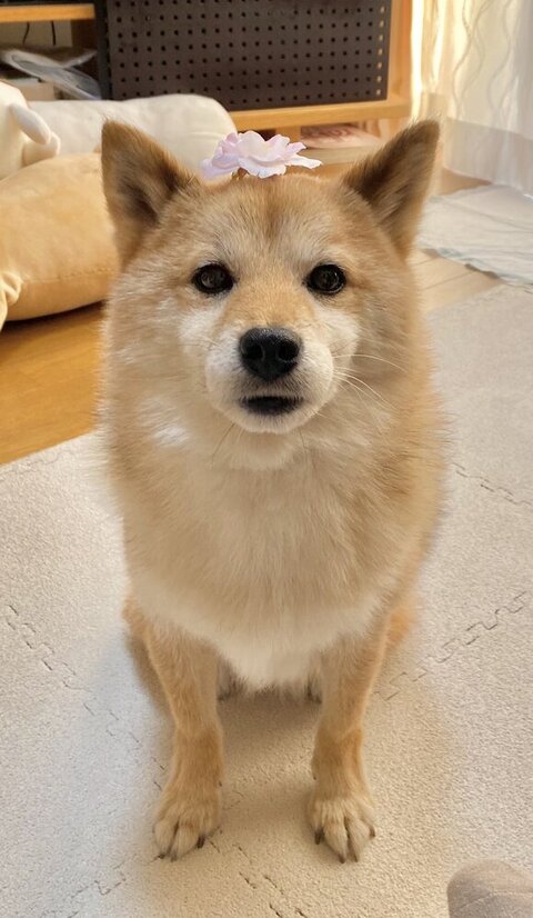 頭にお花をのせたあんずちゃん