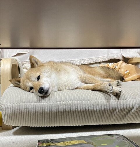 リラックスしてるあんずちゃん