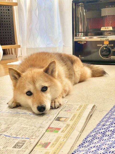 ストーブであたたまるあんずちゃん