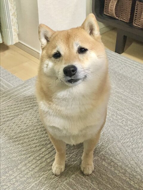 欲しそうな柴犬