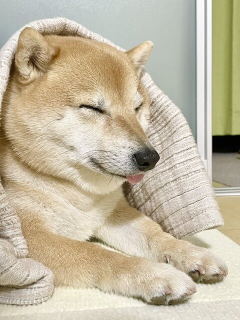 べろをだして寝るこじろうくん