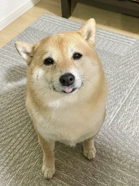 キラキラした目で見てくるこじろうくん