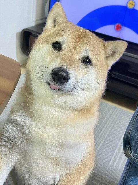 テーブルの近くで見てくるこじろうくん