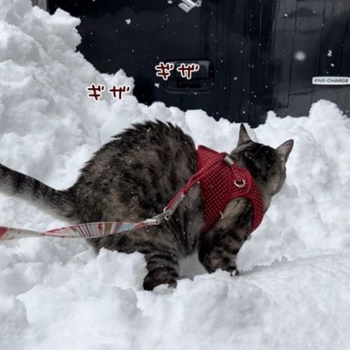 背中の毛が立つ猫