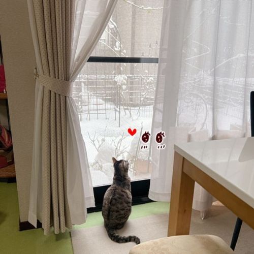 雪を見る猫