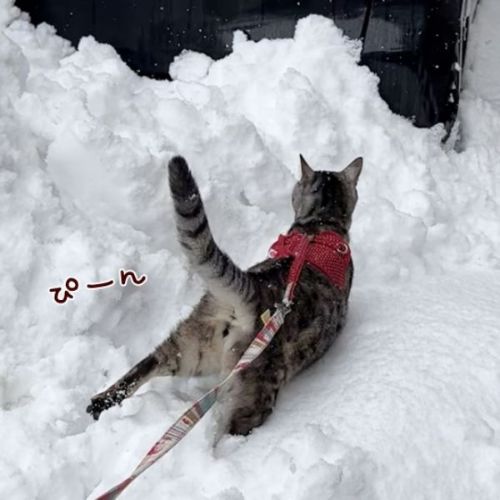 雪で遊ぶ猫