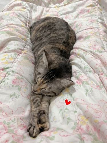 布団でくつろぐ猫