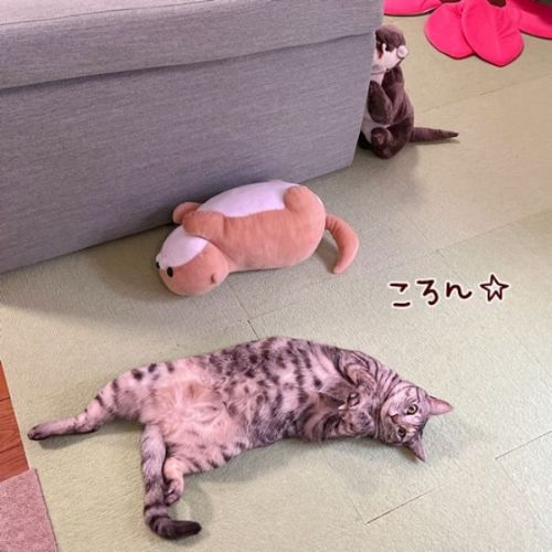 爪とぎを諦めた猫