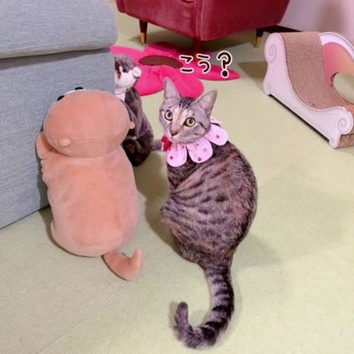 ポーズを決める猫