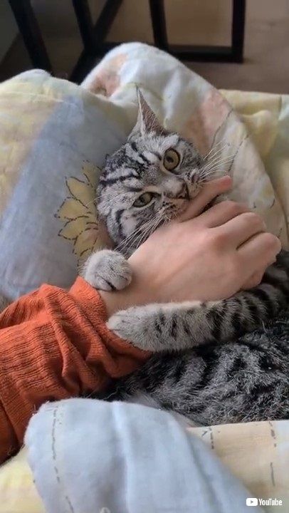 赤ちゃんみたいな猫