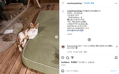 石田ゆり子とミルクボランティア子猫ちびた