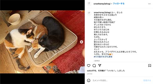 石田ゆり子とミルクボランティアちびた