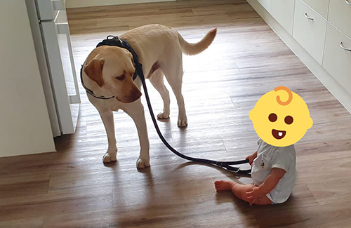 座る赤ちゃんにリードを持たれる犬